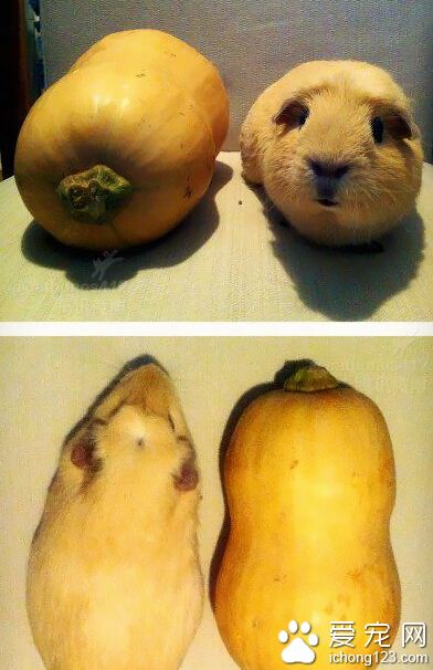 忍术“南瓜变”！还真是一模一样啊。。。