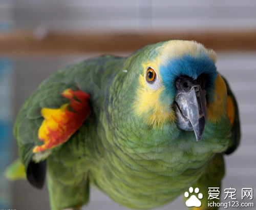 蓝顶亚马逊鹦鹉价格 购买要注意以下几点