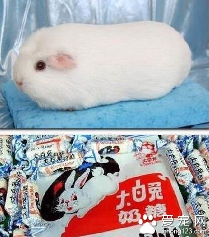 真正的大白兔奶糖