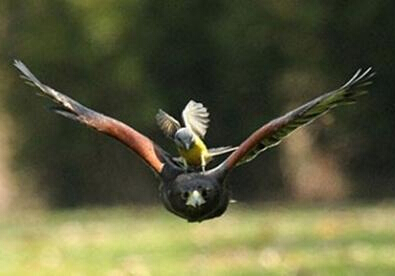 儿子站稳了，你老爸要飞了