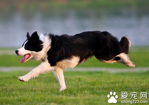 边境牧羊犬价格 纯种的边境牧羊犬较贵