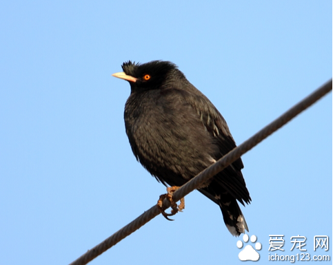 训练八哥 尽量选择安静的地方去训练