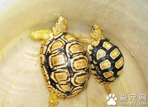 豹龟感冒症状  豹龟的感冒症状有以下几点