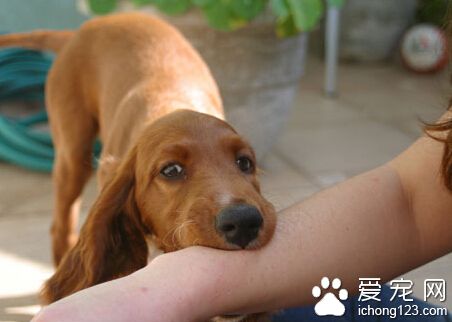 狂犬病的症状 伤口有疼痛或各种异样感觉