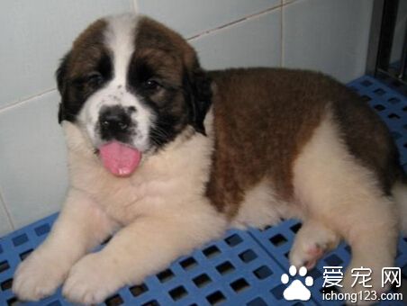 圣伯纳价格 一般都在3000-5000元左右