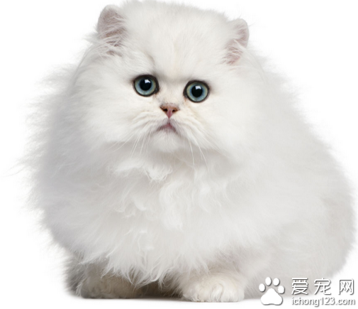 波斯猫多少钱 不同的品种价格相差很大