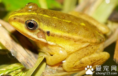 角蛙寿命 一般角蛙寿命在个4到5年左右