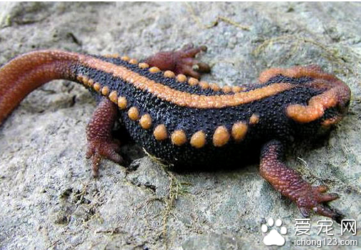 蝾螈怎么养  饲养蝾螈的难度不是很高