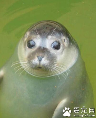 你竟然说我胖，再也不对你卖萌了~