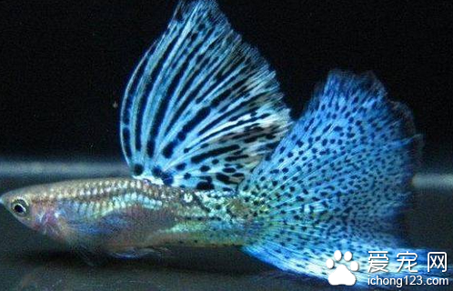 孔雀鱼怎么分公母 可以观察其腹鳍的变化