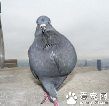 鸽子来，走个模特步