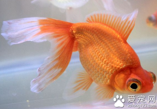 鱼鳍根部充血 是观赏鱼中很常见的病种