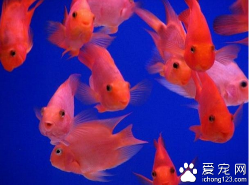 鹦鹉鱼怎么混养  鹦鹉鱼混养其实不难