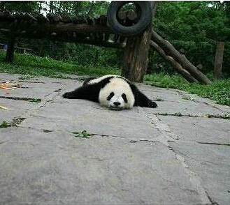 这就是传说中懒到不能动的趴趴熊？