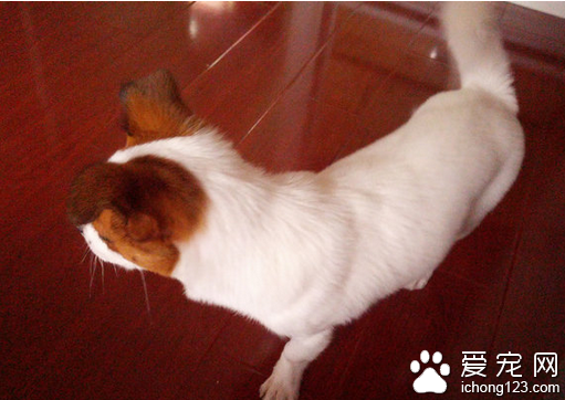 杰克罗素梗价格  选购杰克罗素梗的细节