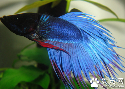 泰国斗鱼饲养 饲养的时候尽量别混着养