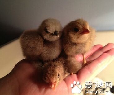 所谓三人行，必有一个被欺压！