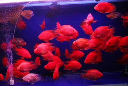 血鹦鹉怎么养 血鹦鹉的饲养难度不是很大