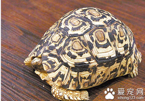 豹纹龟好养吗  平时要对关注豹纹龟健康