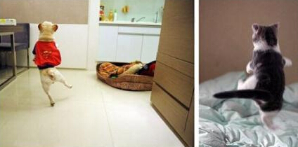 这个就叫屁颠屁颠