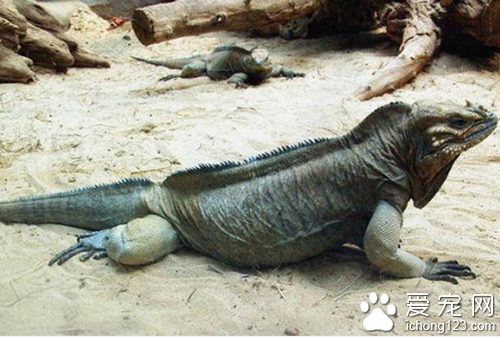 犀牛鬣蜥怎么养 饲养的时候小心被咬伤