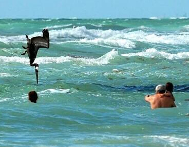 你看清了傻鸟，那不是鱼