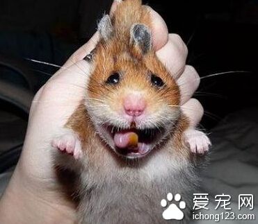 大哥，放了我吧