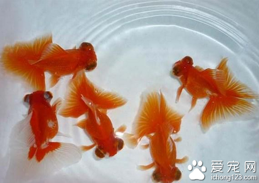 小金鱼怎么养 小金鱼饲养起来并不难