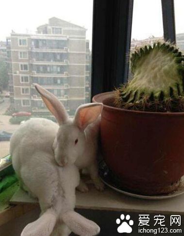 家里的兔子趁我不在，把仙人球啃了一半