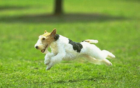 细小是什么 狗狗患上细小生命就会受威胁