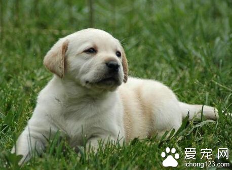 小狗咳嗽怎么办 先要先分析其咳嗽的原因