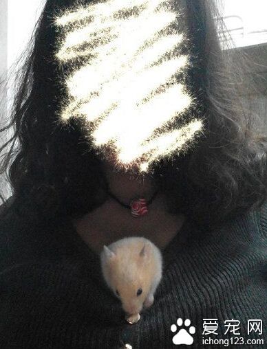 论仓鼠的正确饲养方法