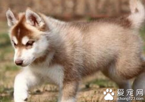 哈士奇标准 不会呈现出强烈的领地占有欲
