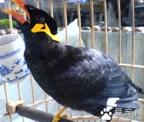 鹩哥说话 调教鹩哥学唱和说话从幼鸟开始