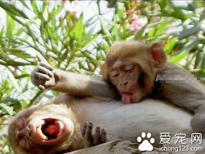 放开我，你这个禽兽！