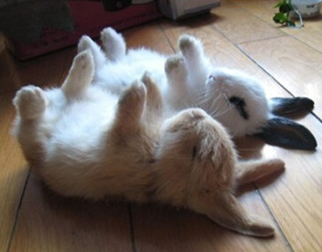 殉情的梁山伯与祝英台...............