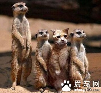 总是会有冒牌货