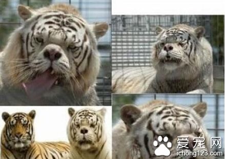 这长相，太给老虎家丢脸了