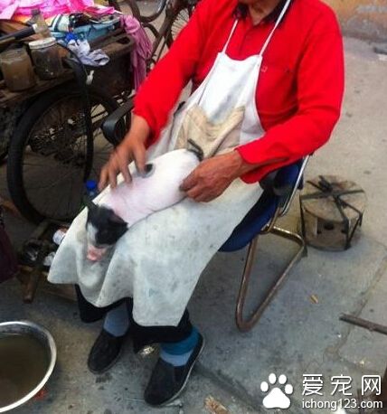 修车老爷爷的宠物猪猪。。