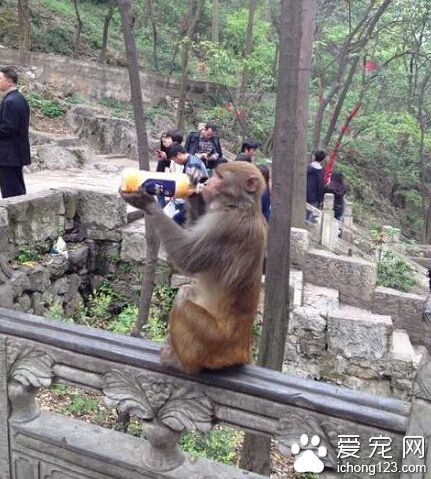 猴哥，你把我的奶茶还我，我就只喝了一口！