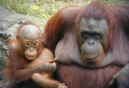 小家伙你在干神马