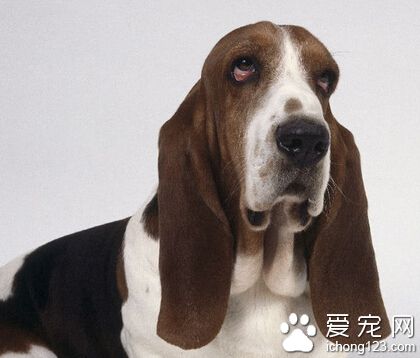 巴吉度价格 普通的大约在七到八百块一只