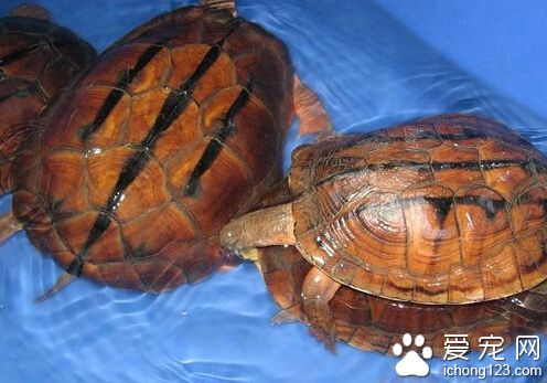 金钱龟特征 金钱龟的头部光滑且无鳞