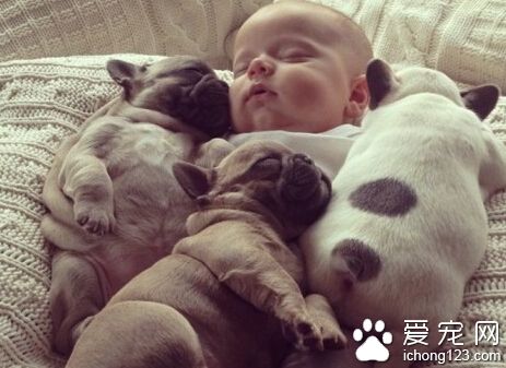 弓形虫感染 唯一确认的最终宿主是猫科动物