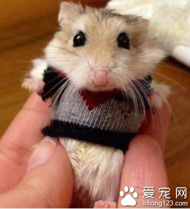 身为仓鼠，卖萌是它们拥有的最基础的技能