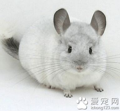 龙猫价格 各地的龙猫价格行情差距大