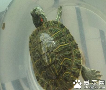 巴西龟不吃东西 巴西龟有晒太阳的习性