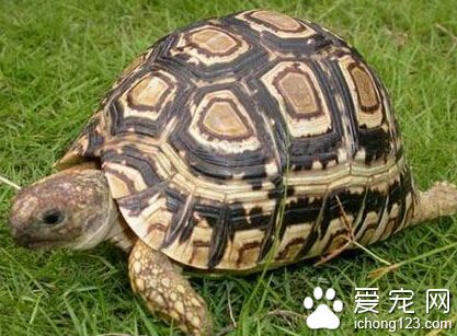 豹龟拉稀 食物或者水分吸收过多造成的