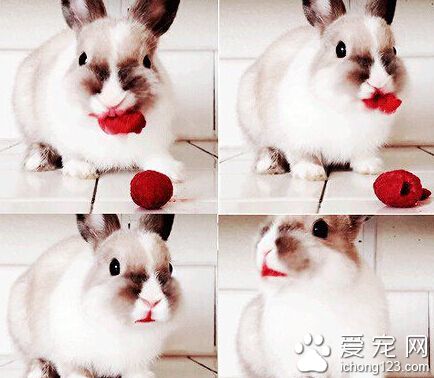 一个免几，捡到了两颗树莓，就嚼出了烈焰红唇。