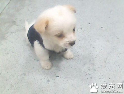 小狗吃多了怎么办  教你如何解决狗狗吃多了